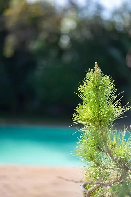 Diep River Family Home With Pool Braai Κέιπ Τάουν